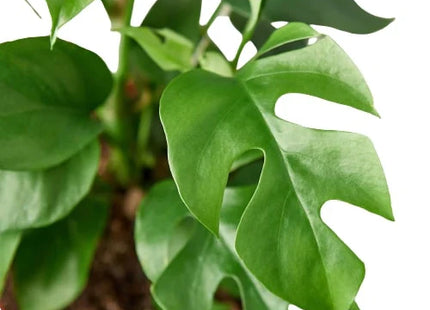Philodendron Mini Monstera Minima