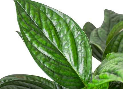 Monstera 'Peru'