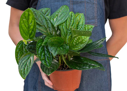 Monstera 'Peru'