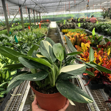 Monstera 'Standeleyana Albo Variegated'