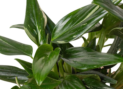 Monstera 'Standeleyana Albo Variegated'