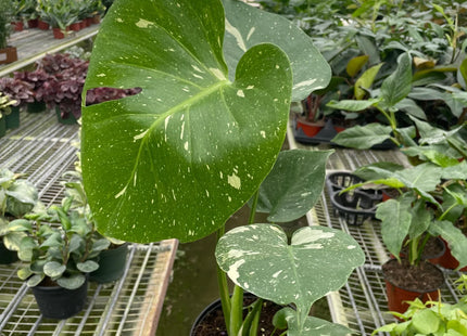Monstera 'Thai Constellation'