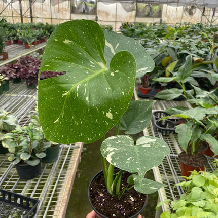 Monstera 'Thai Constellation'