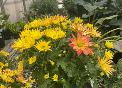 Mums (Chrysanthemum)