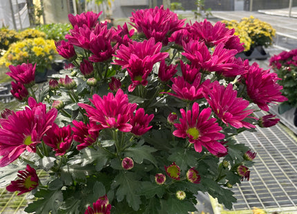 Mums (Chrysanthemum)