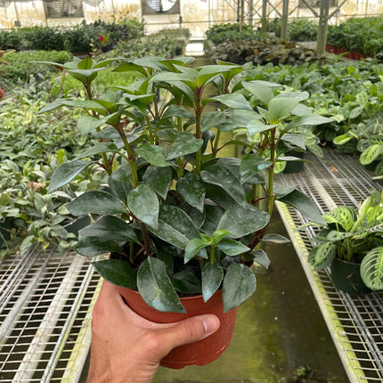 Nematanthus Black Goldfish Plant