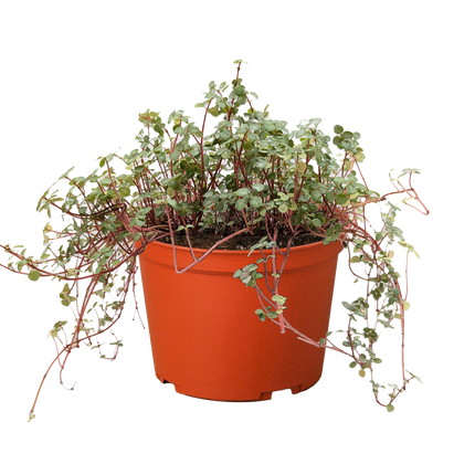 Nettle 'Silver Sparkle'