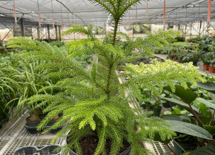 Norfolk 'Island Pine'