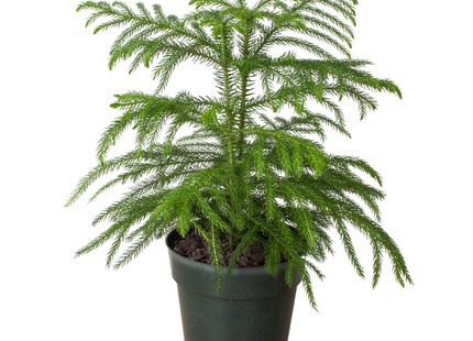 Norfolk 'Island Pine'