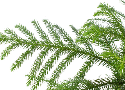 Norfolk 'Island Pine'
