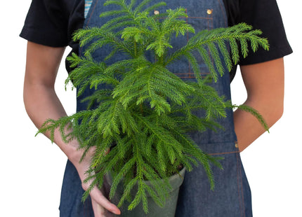 Norfolk 'Island Pine'