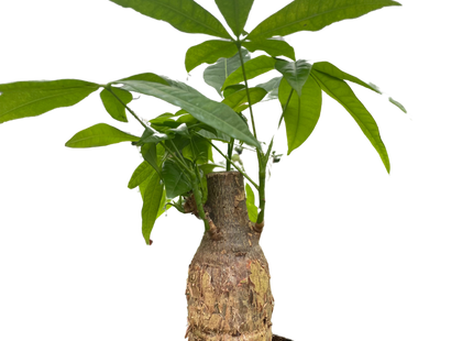 Money Tree 'Guiana Chestnut' Pachira Stump