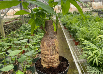 Money Tree 'Guiana Chestnut' Pachira Stump