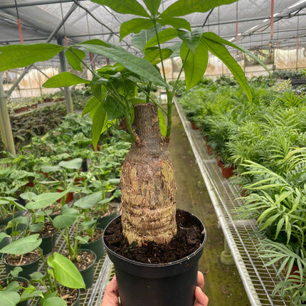Money Tree 'Guiana Chestnut' Pachira Stump