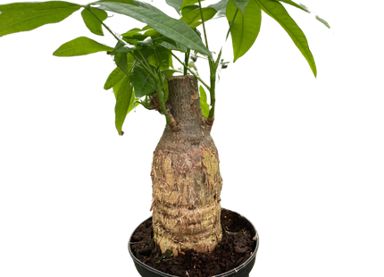 Money Tree 'Guiana Chestnut' Pachira Stump