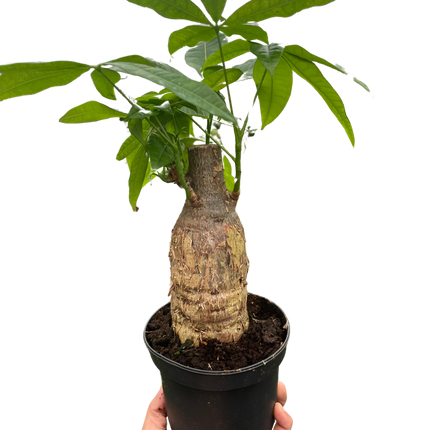 Money Tree 'Guiana Chestnut' Pachira Stump