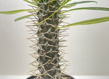 Pachypodium 'lamerei' (Madagascar Palm)