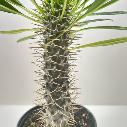 Pachypodium 'lamerei' (Madagascar Palm)