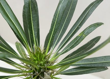 Pachypodium 'lamerei' (Madagascar Palm)