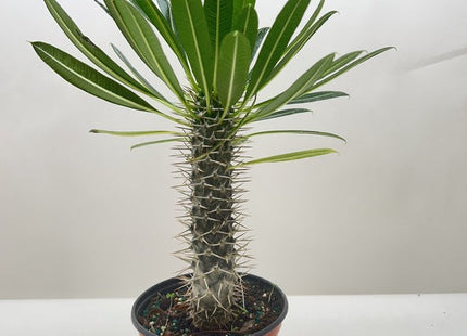 Pachypodium 'lamerei' (Madagascar Palm)