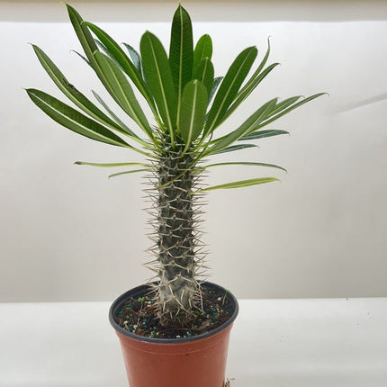 Pachypodium 'lamerei' (Madagascar Palm)