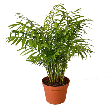 Parlor Palm | Live Plant for Indoor & Outdoor | House Plant Decor