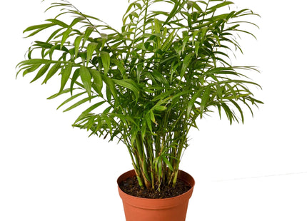 Parlor Palm