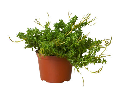 Peperomia 'Axillaris'