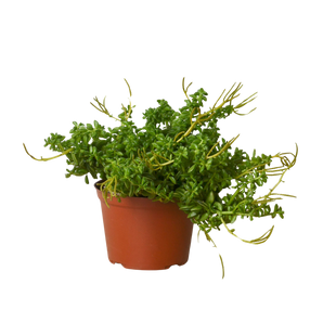 Peperomia 'Axillaris'