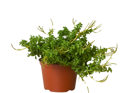 Peperomia 'Axillaris'