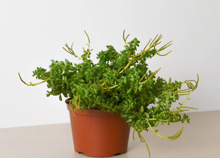 Peperomia 'Axillaris'