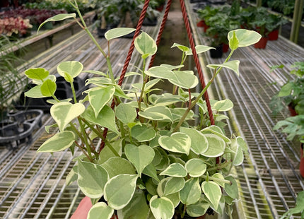 Peperomia 'Cupid'