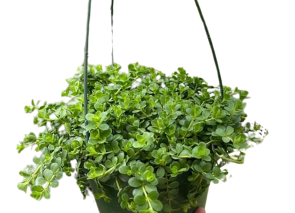Peperomia Deppeana