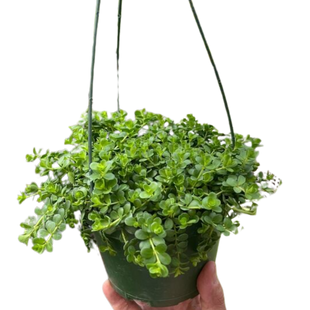 Peperomia Deppeana
