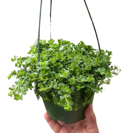 Peperomia Deppeana