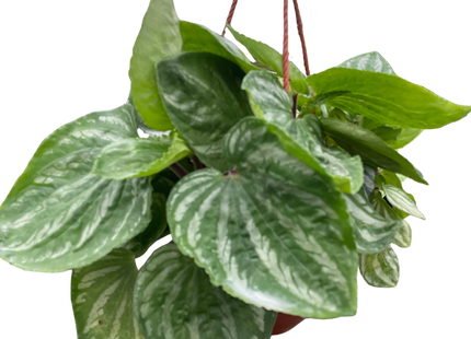 Peperomia Ecuador