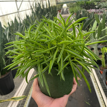 Peperomia 'Green Bean'