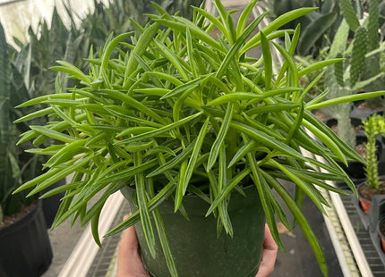Peperomia 'Green Bean'