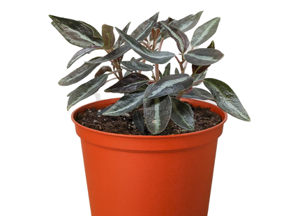 Peperomia 'Metallica'