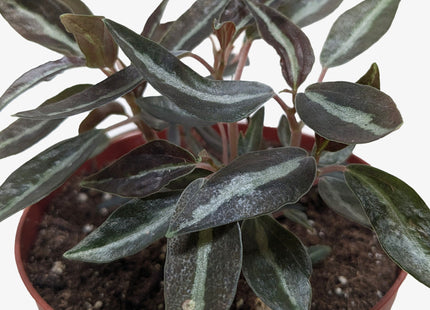Peperomia 'Metallica'