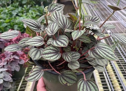 Peperomia 'Picollo Banda'