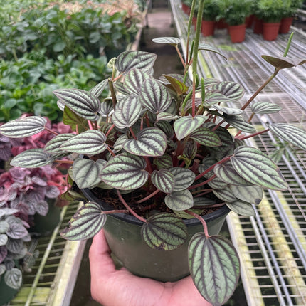 Peperomia 'Picollo Banda'