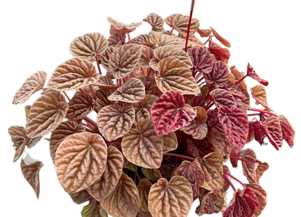 Peperomia 'Quito'