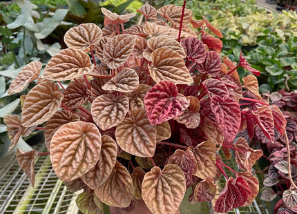 Peperomia 'Quito'