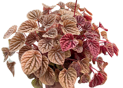 Peperomia 'Quito'