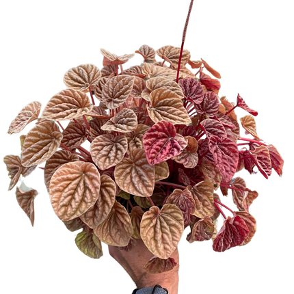 Peperomia 'Quito'