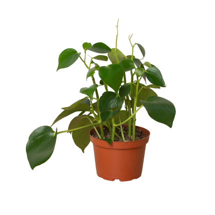 Peperomia 'Raindrop' | Live Plant for Indoor & Outdoor | House Plant Decor