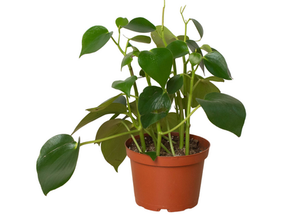Peperomia 'Raindrop'