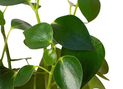 Peperomia 'Raindrop'