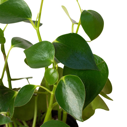 Peperomia 'Raindrop' | Live Plant for Indoor & Outdoor | House Plant Decor